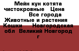 Мейн-кун котята чистокровные › Цена ­ 25 000 - Все города Животные и растения » Кошки   . Новгородская обл.,Великий Новгород г.